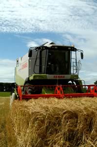 grain harvest